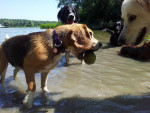 Luna, Jet, Wiske en Cooper